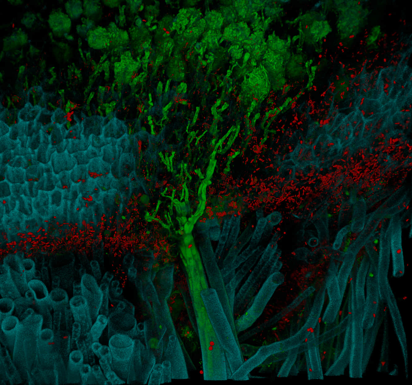 marchantia marchantia