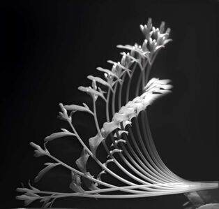 shoot-gravitropism-upscaled.jpg