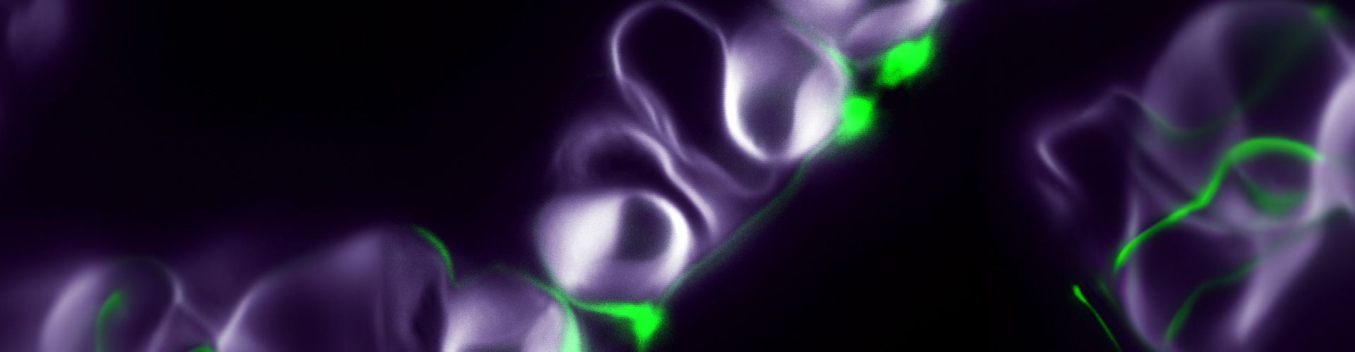 Stomates et cuticule. Blanc: Paroi primaire, Vert: Cuticule © Robertas Ursache