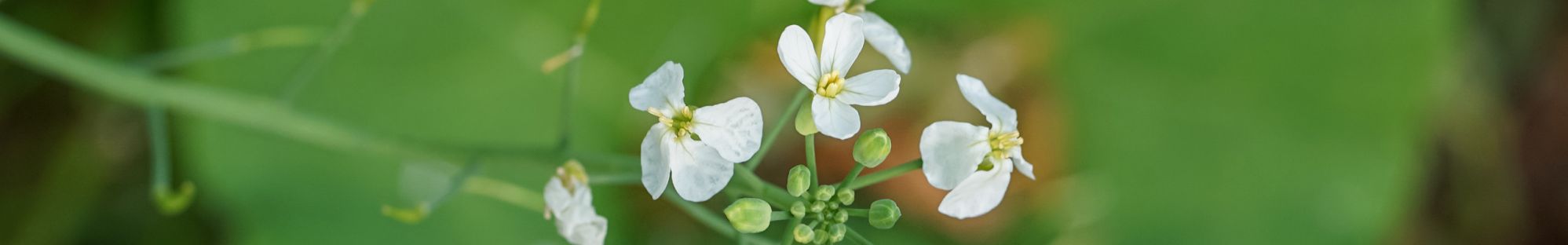 Photo d'arabette des dames © Adobestock