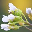 Photo d'Arabidopsis thaliana, © Adobe stock