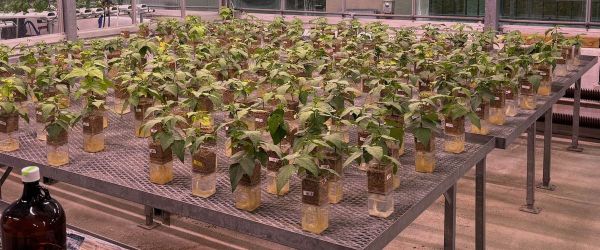 photo de plants de soja en études © Geoge diCenzo