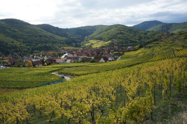 Paysage et vignoble d’Alsace © C. Musy - Unsplash